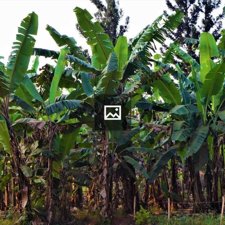 Plantain plants in Uganda