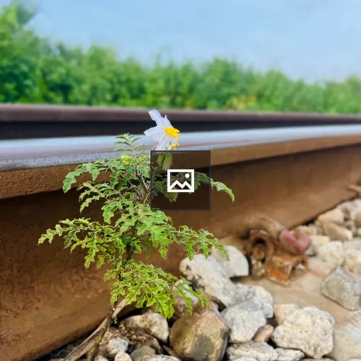 Small Green Plant by Railway