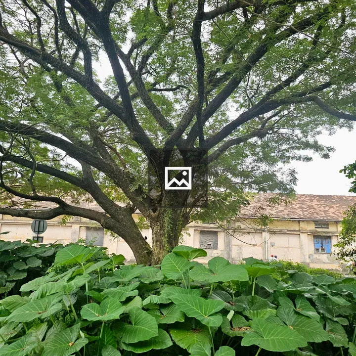 Tree with taro patch scene