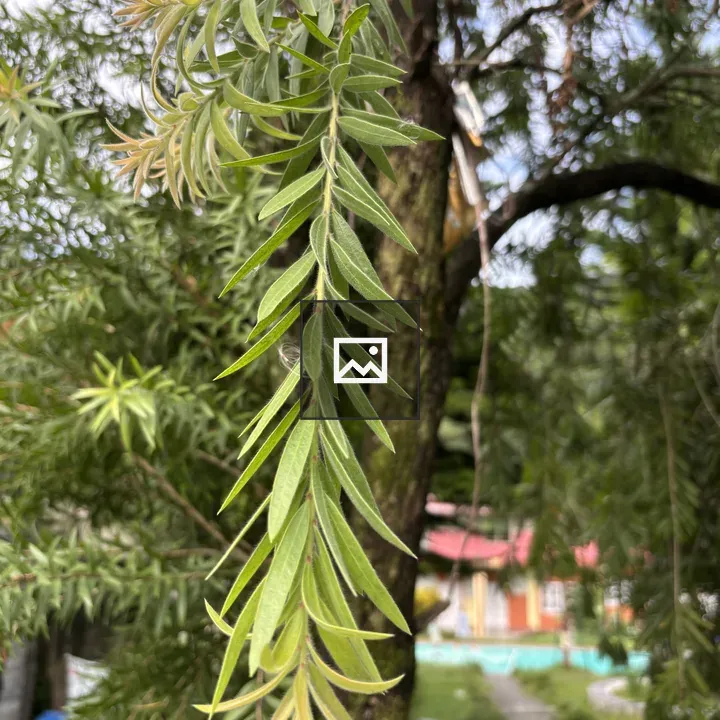 Close-up of hanging branch leaves