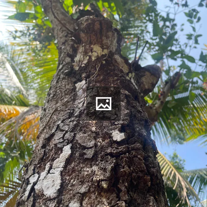 Tree with patches of hard bark