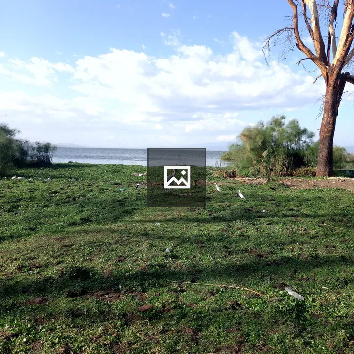 Birds at Lake Naivasha Shore
