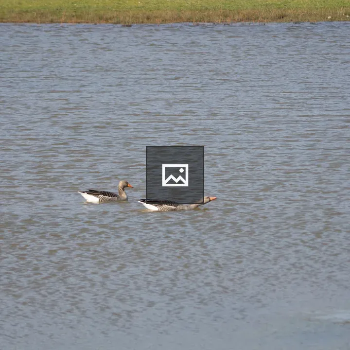 Two Greylag Geese on Water