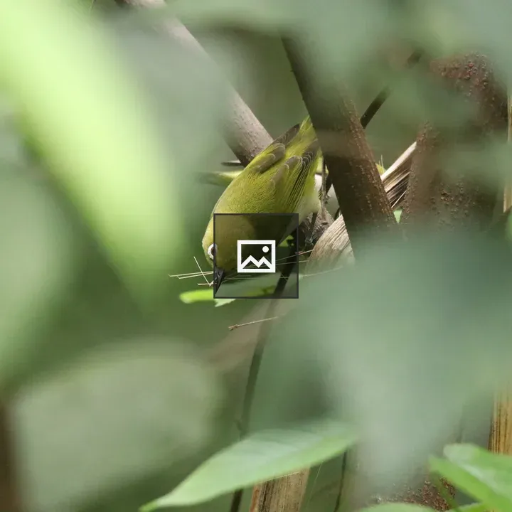 Ashy-bellied White-eye Nesting Material