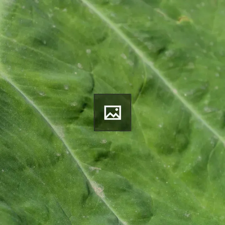 Green leaf close-up
