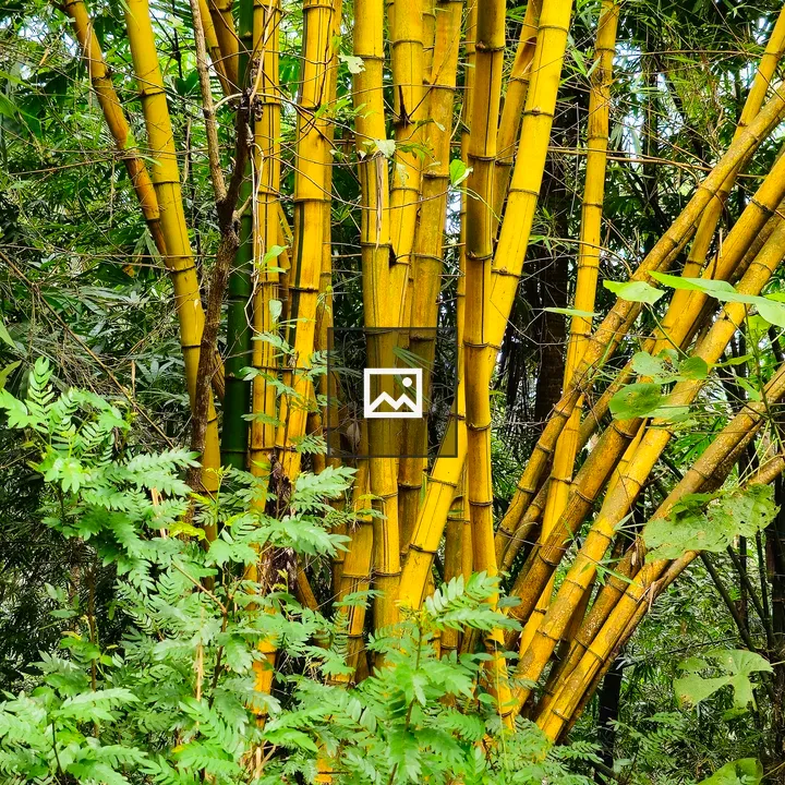 Bamboo stands in botanical garden
