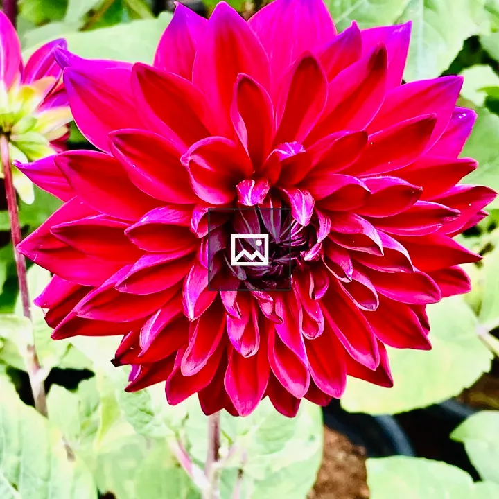 Dahlia flower in Kerala