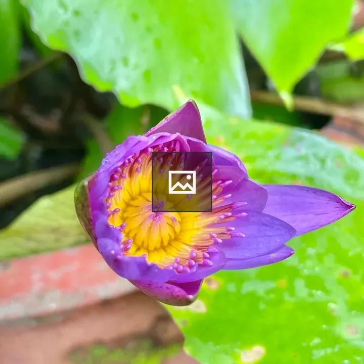 Water lily before blooming