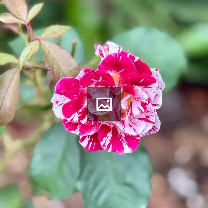 Rose with red and white petals