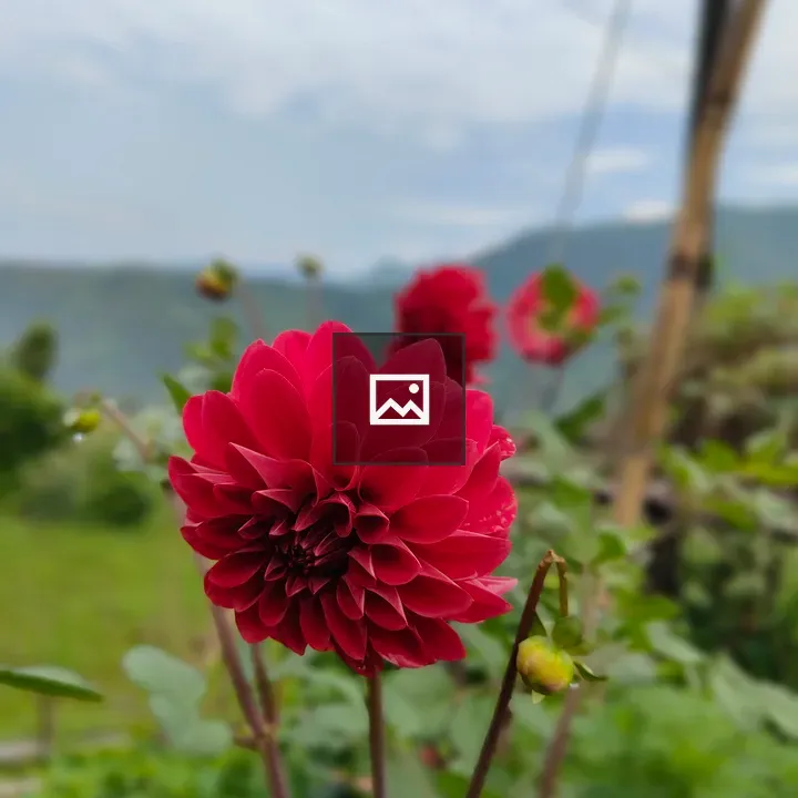 Red dahlia close-up