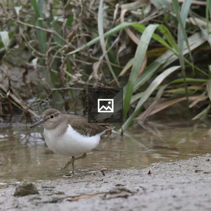 Common Sandpiper by Water
