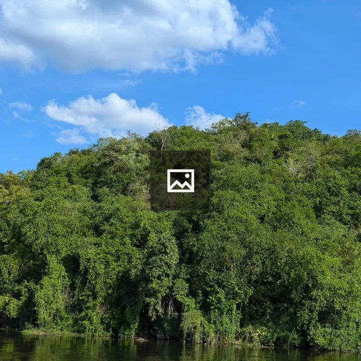 Forest reflected in water