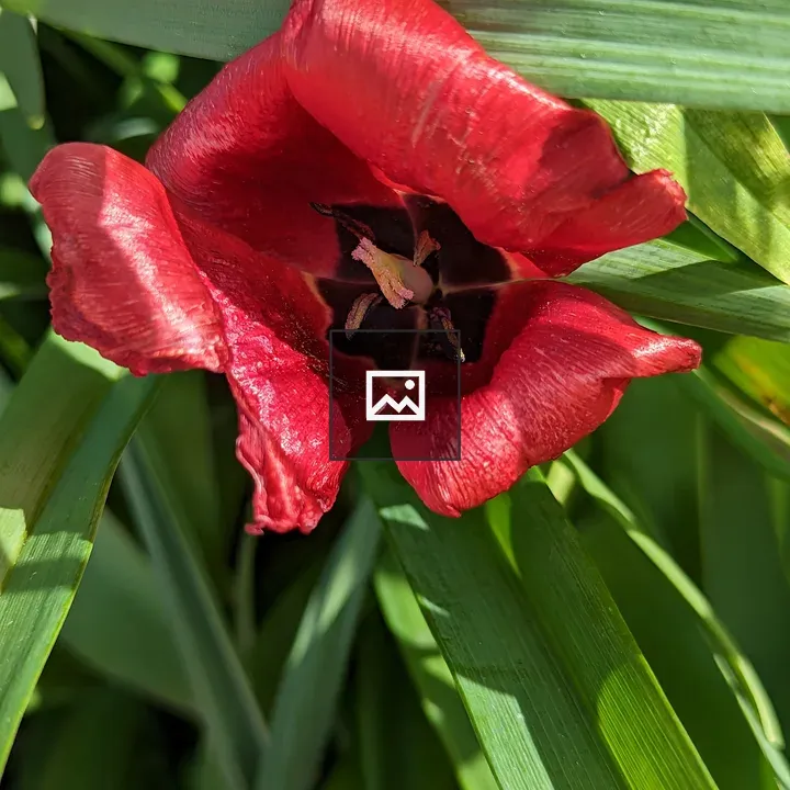 Red flower with bent petals