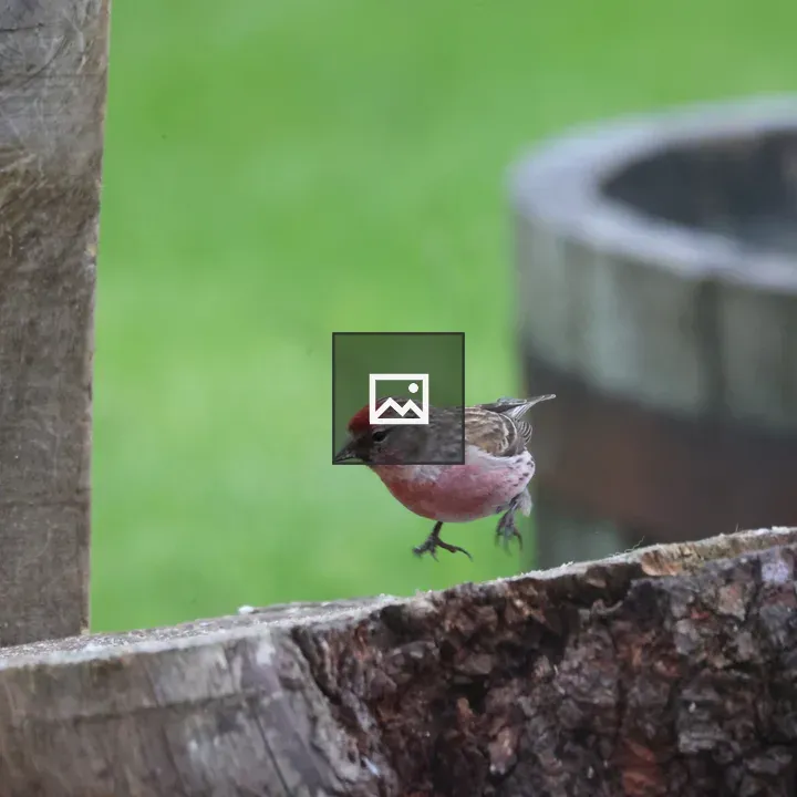 Male Redpoll in Action
