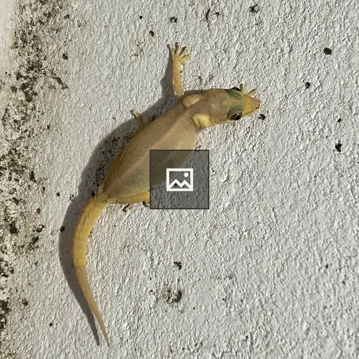 Close-up Chameleon Creature