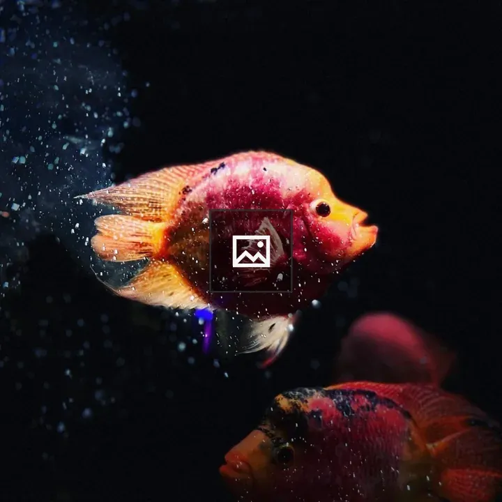 Pink fish swimming underwater
