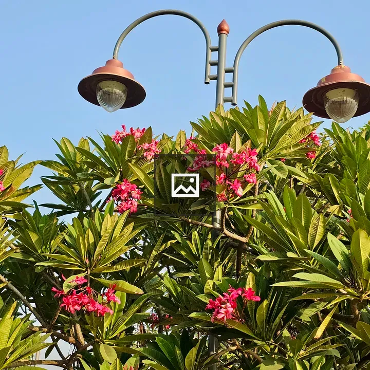 Tree with pink blossoms and street lamps
