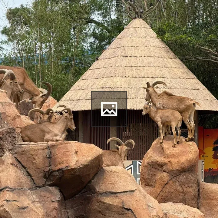 Group of goats on rocky terrain