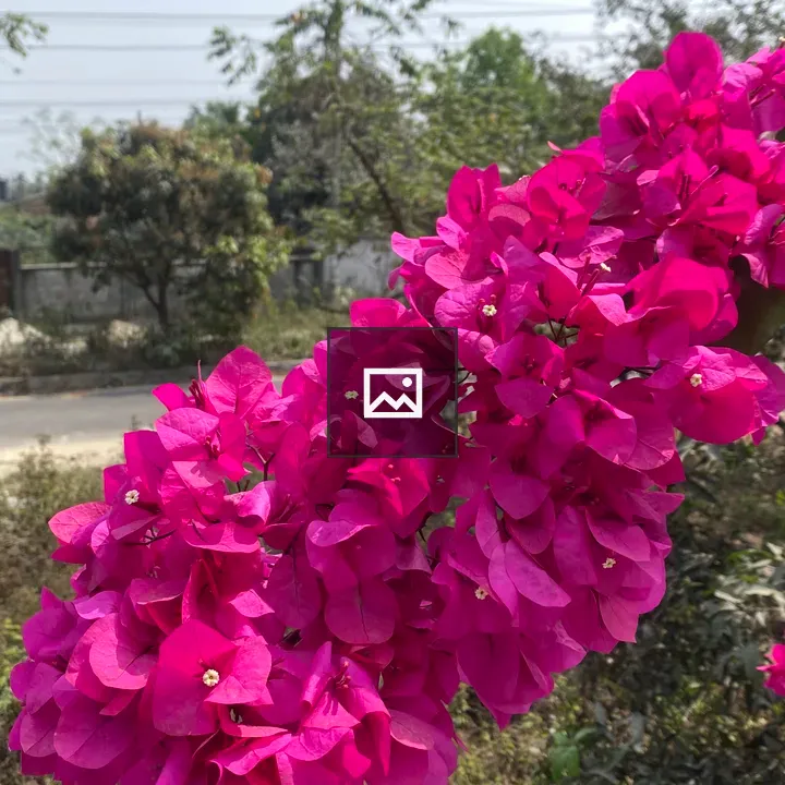 Bougainvillea Cluster in Garden