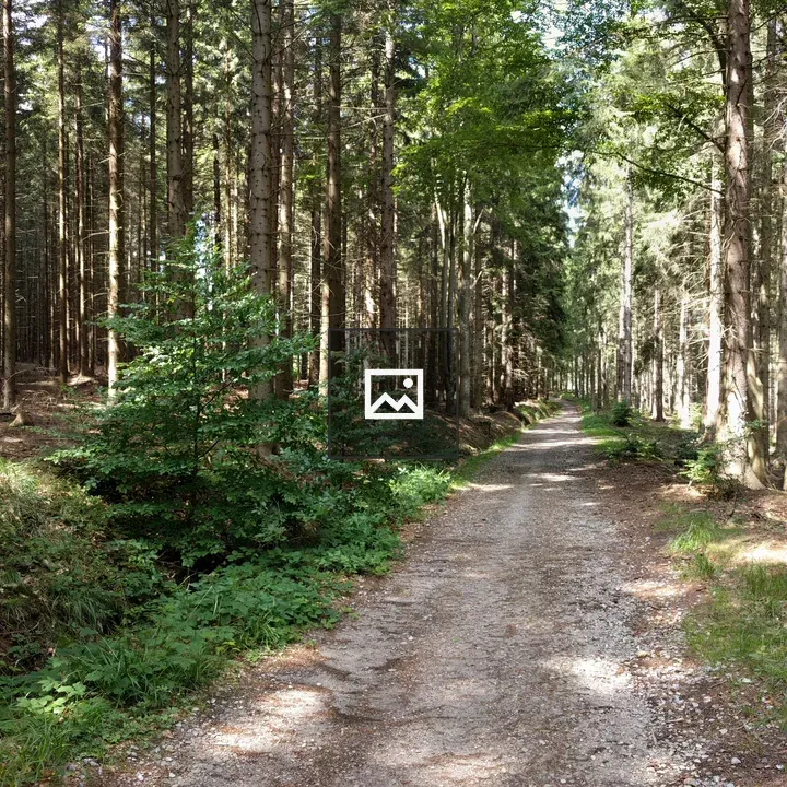 Narrow forest road