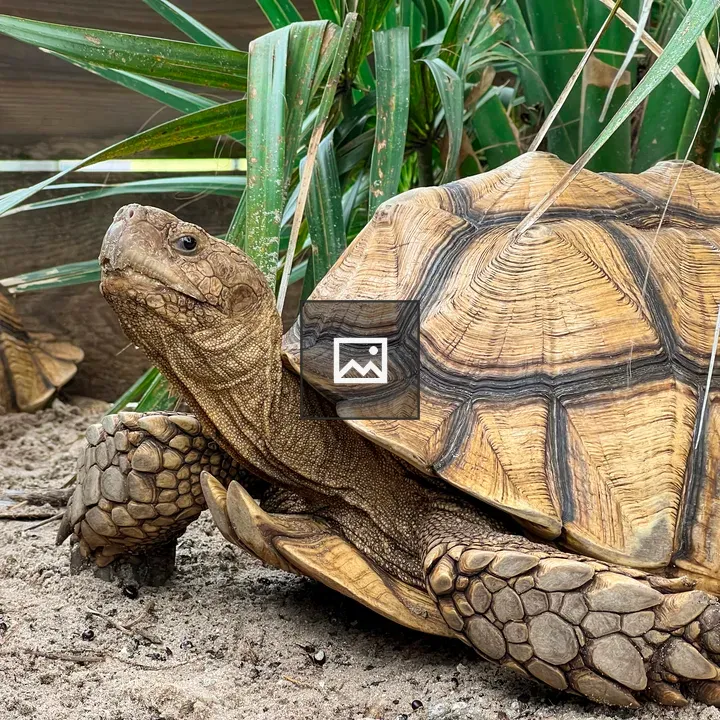 Tortoise in landscape shot