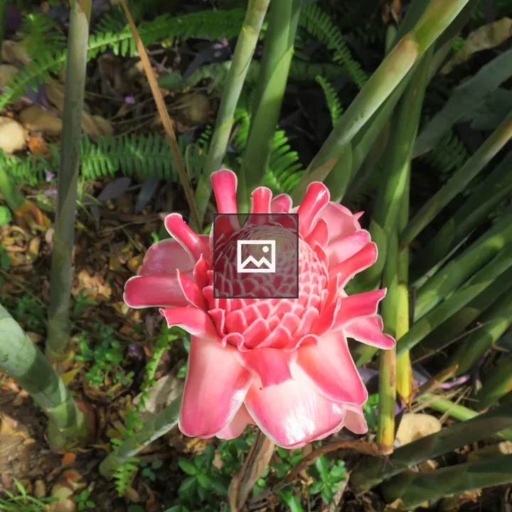 Pink torch ginger bloom