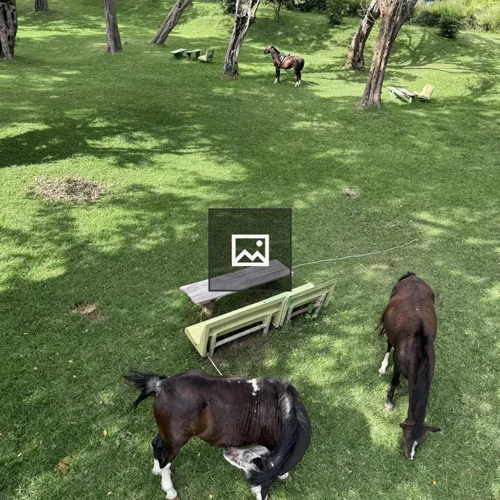 Horses Grazing in Grassland