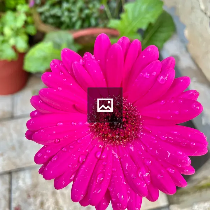 Gerbera flower after a rain