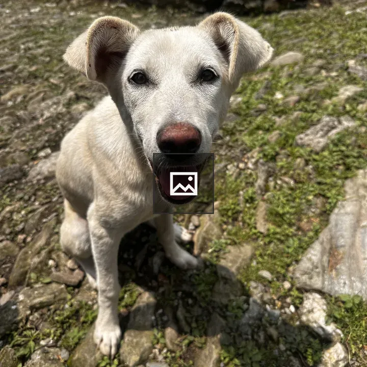 A Happy White Dog