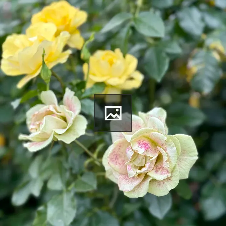 Creamy white roses with pink centers
