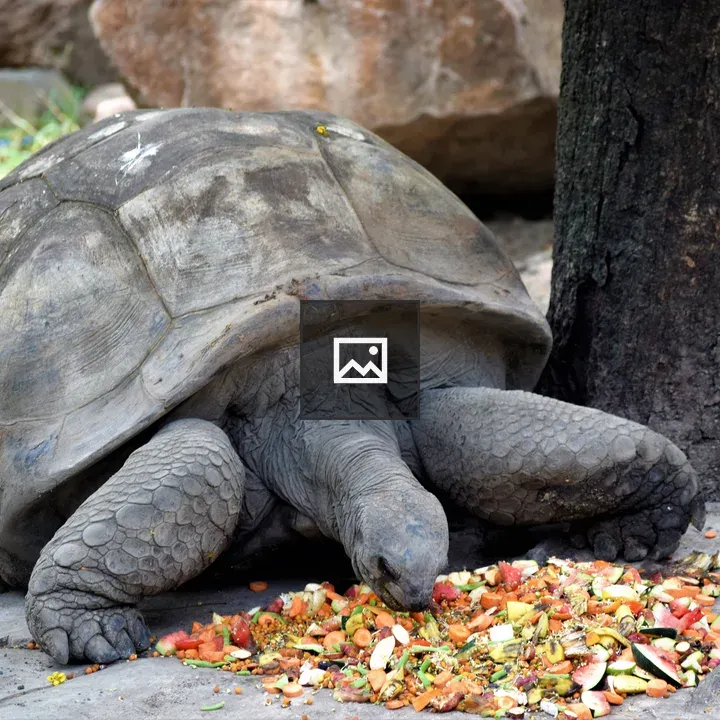 Tortoise feeding on vegetables