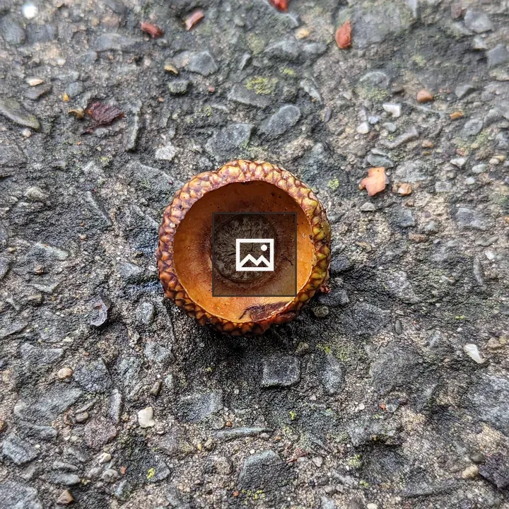 Top of an Acorn on Wet Concrete