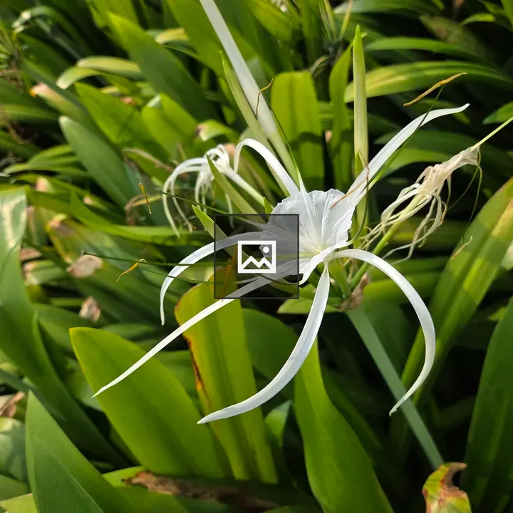 White spider lily close-up
