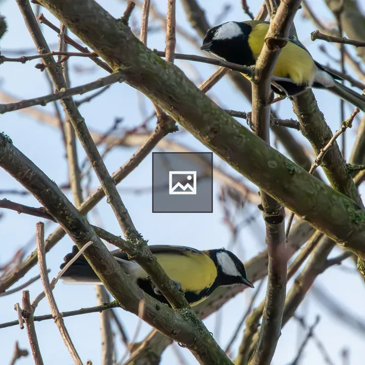 Two Great Tits on Branches