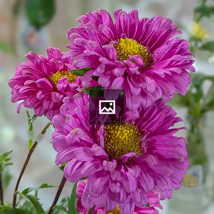 Pink floral close-up