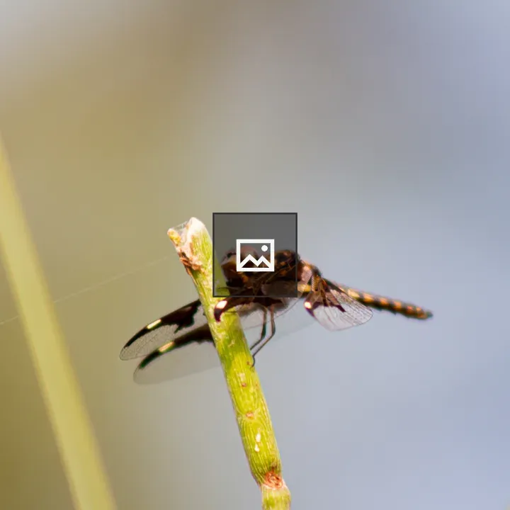 Dragonfly on a Tree Branch