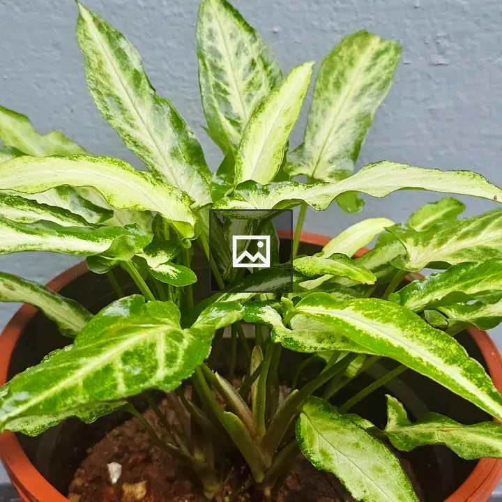 Potted Syngonium Plant