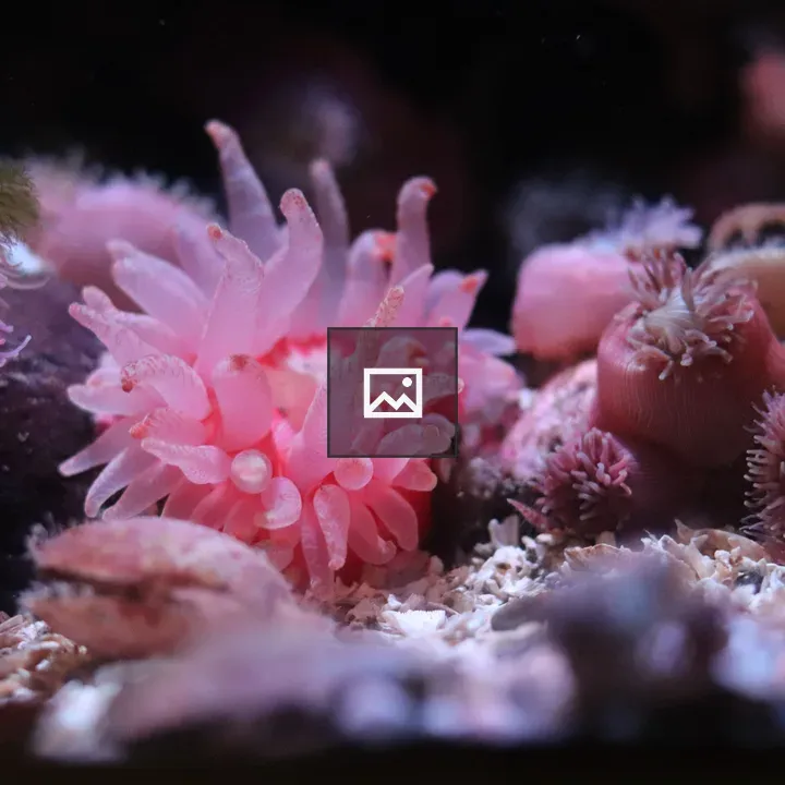 Pink polyp resembles sea anemone