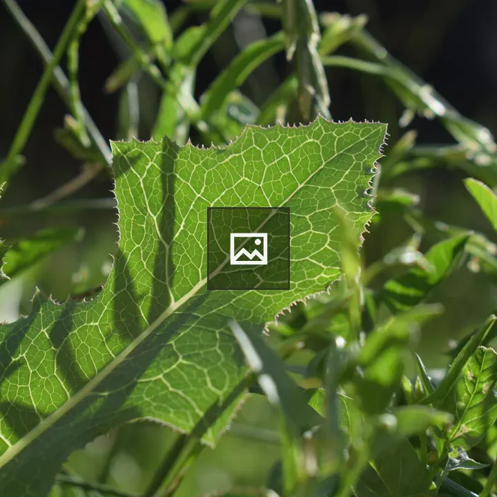 Close-up Leaves with Veins
