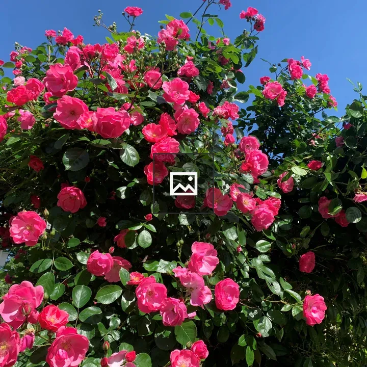 Pink rose floral display