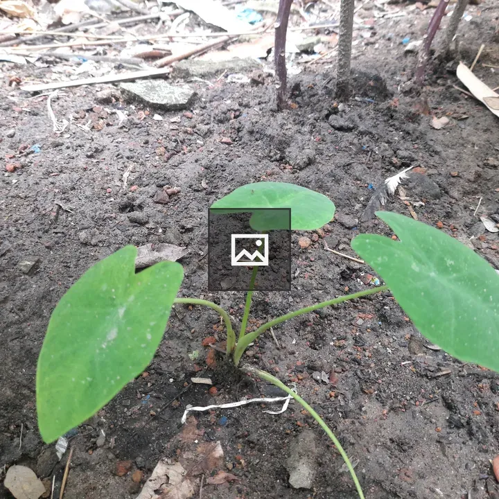 Young green plant with three leaves