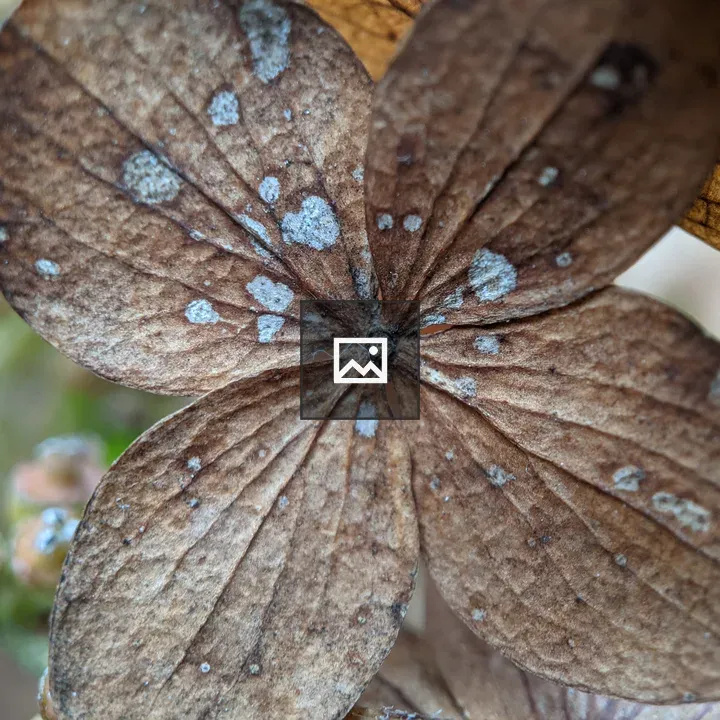 Autumn hydrangea blossom