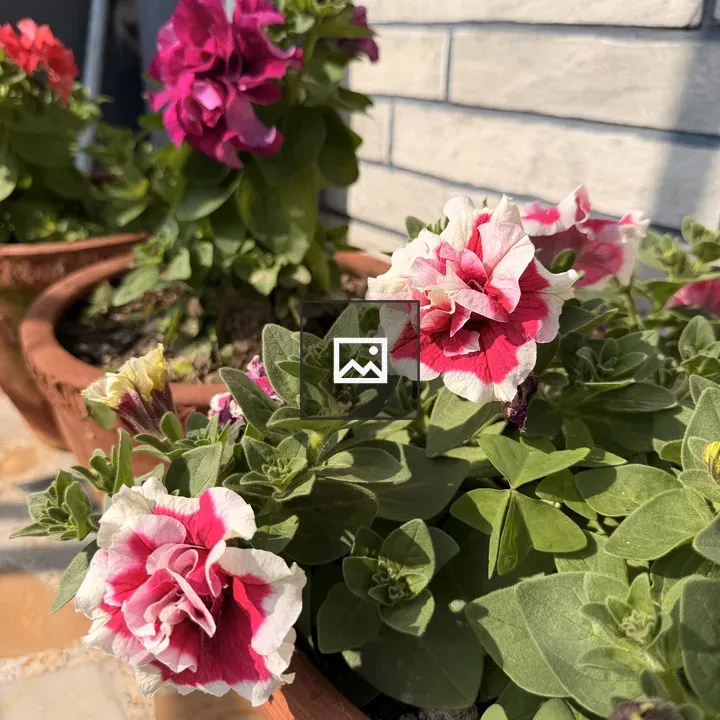 Petunia Flowers in Terracotta Pots
