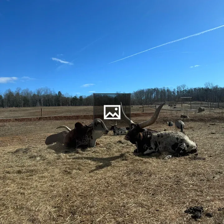 Longhorn cattle in open field