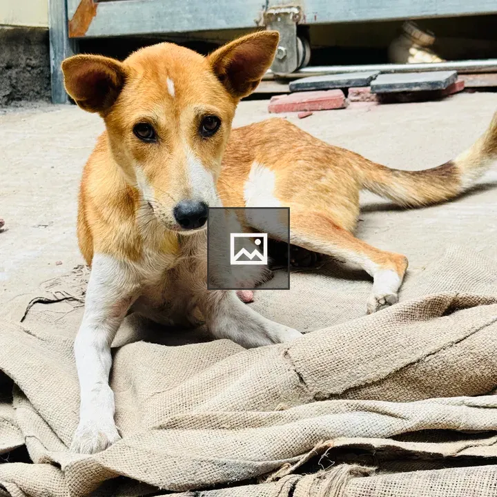 Dog on Burlap Sack
