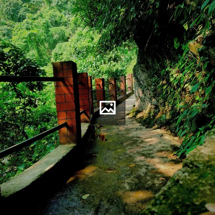 Pathway through lush greenery