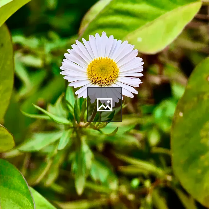 Mexican fleabane flower in green