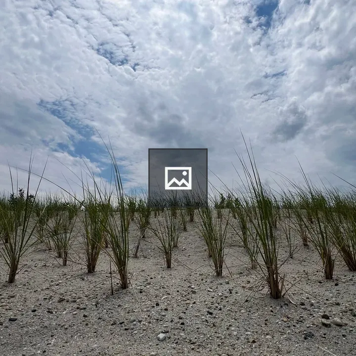 Beach grass seedlings on dunes