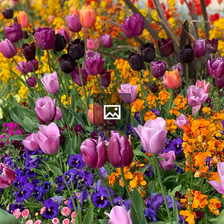 Colorful Flower Garden