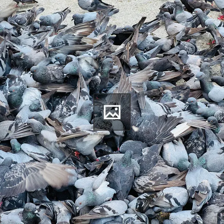 Group of pigeons on ground